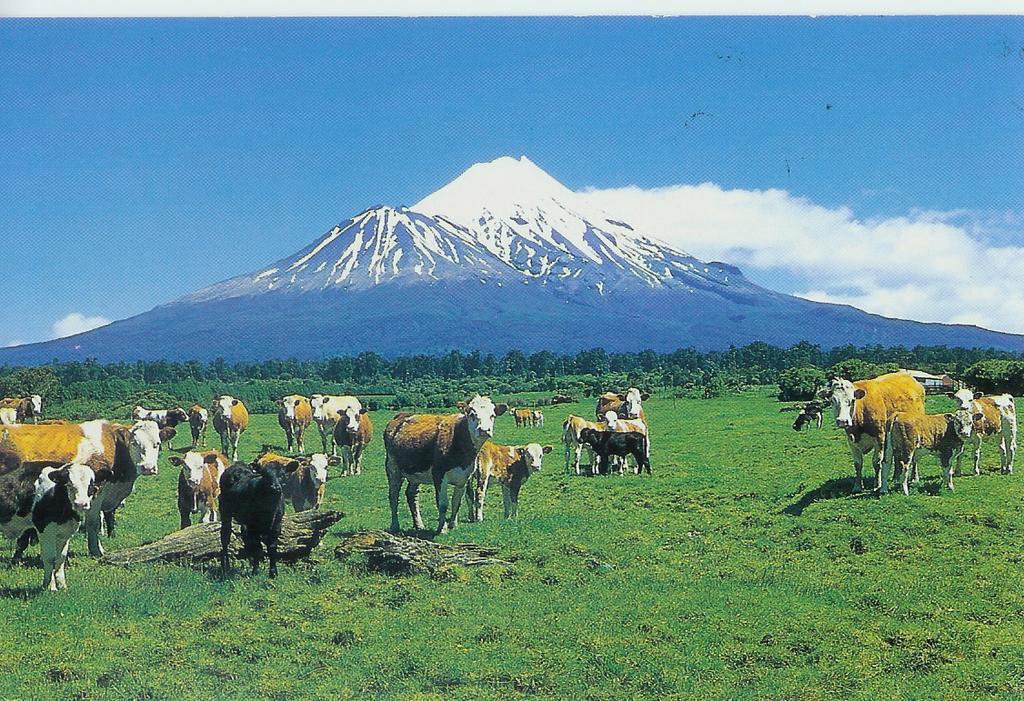 Wheatly Downs Farmstay And Backpackers Hawera Zewnętrze zdjęcie